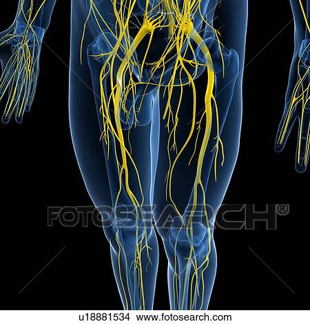 Stock Illustration - Nervous system, artwork. Fotosearch