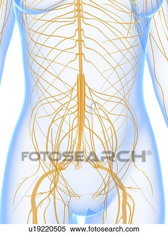 Nervous system, artwork View Large Illustration Stock Illustration - Nervous system, artwork. Fotosearch