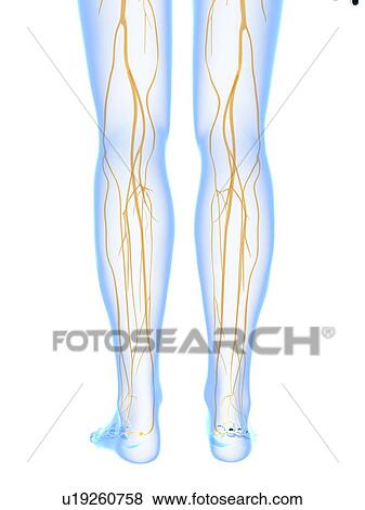 Nervous system, artwork View Large Illustration Stock Illustration - Nervous system, artwork. Fotosearch