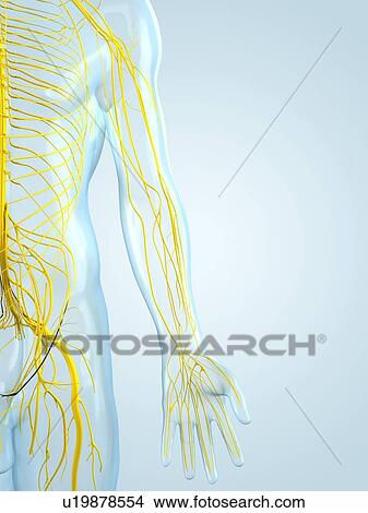 Stock Illustration - Nervous system, artwork. Fotosearch