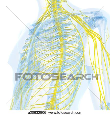 Stock Illustration - Nervous system, artwork. Fotosearch