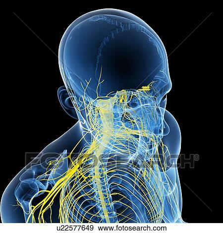 Nervous system, artwork View Large Illustration Stock Illustration - Nervous system, artwork. Fotosearch