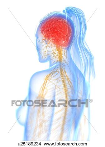 Stock Illustration - Nervous system, artwork. Fotosearch