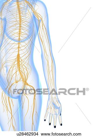 Stock Illustration - Nervous system, artwork. Fotosearch