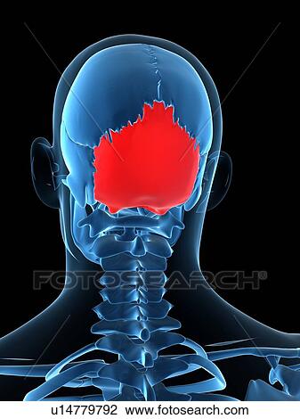 Drawing - Occipital bone, artwork. Fotosearch