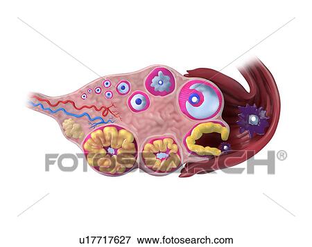 Stock Illustration - Ovarian cycle, artwork. Fotosearch