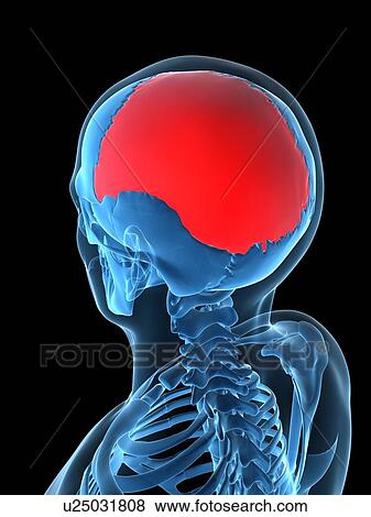 Stock Illustration - Parietal bone, artwork. Fotosearch