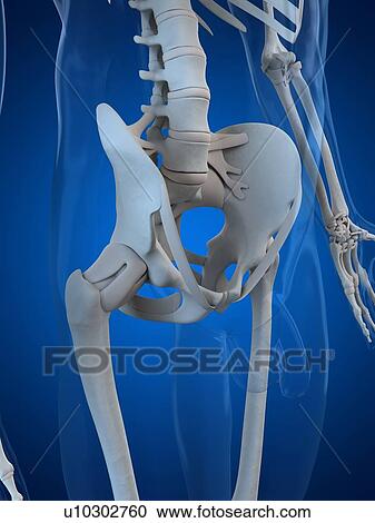 Pelvis bones, artwork View Large Illustration Clipart - Pelvis bones, artwork. Fotosearch