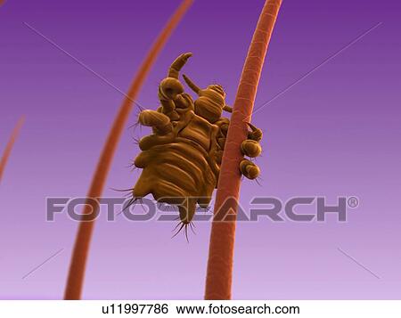 Pubic louse, artwork View Large Illustration Stock Illustration - Pubic louse, artwork. Fotosearch