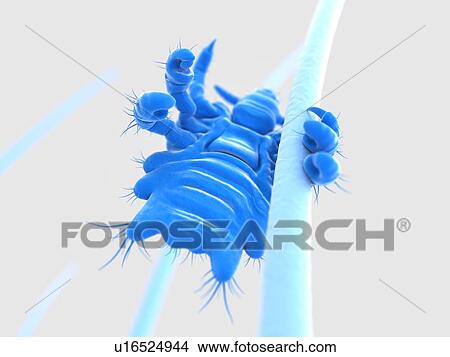 Pubic louse, artwork View Large Illustration Stock Illustration - Pubic louse, artwork. Fotosearch