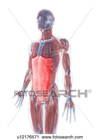 Rectus abdominis muscle, artwork View Large Illustration Clip Art - Rectus abdominis muscle, artwork. Fotosearch
