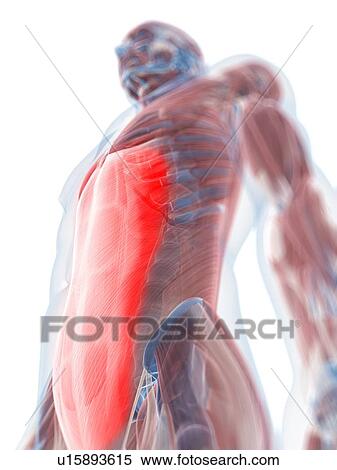 Stock Illustration - Rectus abdominis muscle, artwork. Fotosearch