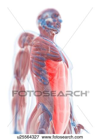 Rectus abdominis muscle, artwork View Large Illustration Stock Illustration - Rectus abdominis muscle, artwork. Fotosearch