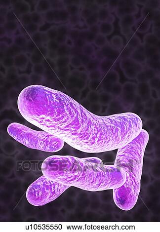 Clipart - Rod-shaped bacteria, artwork. Fotosearch