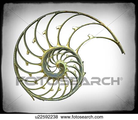 Sectioned shell of a nautilus, artwork View Large Illustration Stock Illustration - Sectioned shell of a nautilus, artwork. Fotosearch