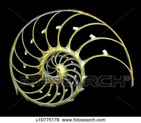 Sectioned shell of a nautilus View Large Illustration Stock Illustration - Sectioned shell of a nautilus. Fotosearch