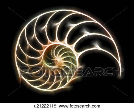 Stock Illustration - Sectioned shell of a nautilus. Fotosearch