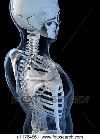 Shoulder anatomy, artwork View Large Illustration Clip Art - Shoulder anatomy, artwork. Fotosearch