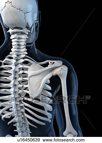 Shoulder anatomy, artwork View Large Illustration Stock Illustration - Shoulder anatomy, artwork. Fotosearch