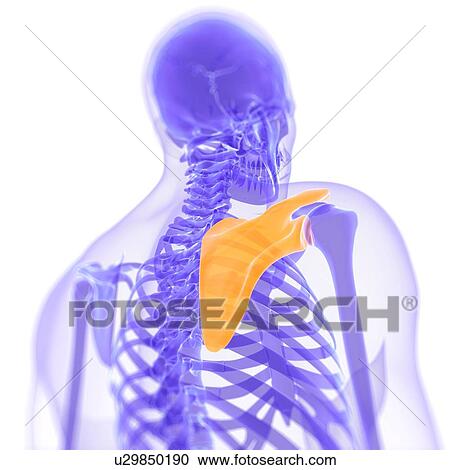 Shoulder blade, artwork View Large Illustration Clipart - Shoulder blade, artwork. Fotosearch