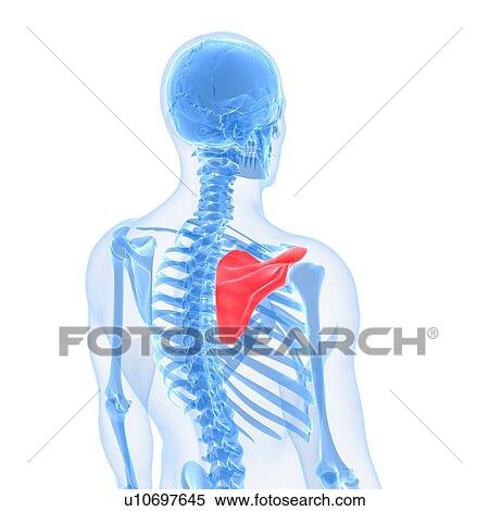 Stock Illustration - Shoulder blade, artwork. Fotosearch