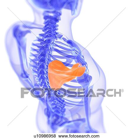 Shoulder blade, artwork View Large Illustration Stock Illustration - Shoulder blade, artwork. Fotosearch