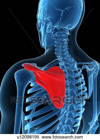 Shoulder blade, artwork View Large Illustration Stock Illustration - Shoulder blade, artwork. Fotosearch