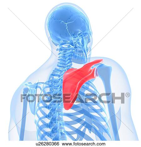 Shoulder blade, artwork View Large Illustration Stock Illustration - Shoulder blade, artwork. Fotosearch