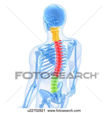Spine, artwork View Large Illustration Clip Art - Spine, artwork. Fotosearch