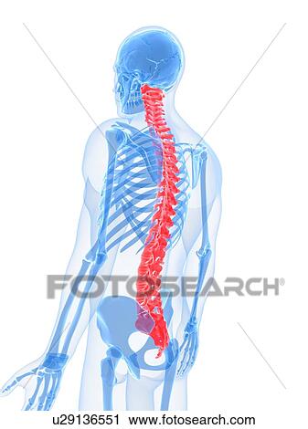 Spine, artwork Clip Art | u29136551 | Fotosearch