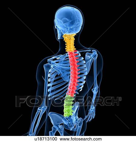 Clipart - Spine, artwork. Fotosearch