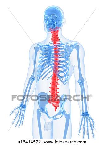 Spine, artwork View Large Illustration Drawing - Spine, artwork. Fotosearch