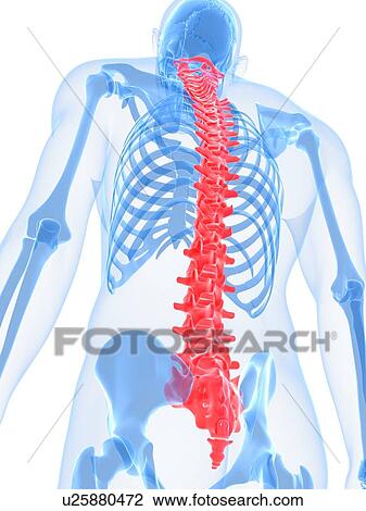 Drawing - Spine, artwork. Fotosearch