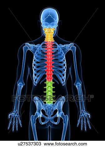Drawing - Spine, artwork. Fotosearch