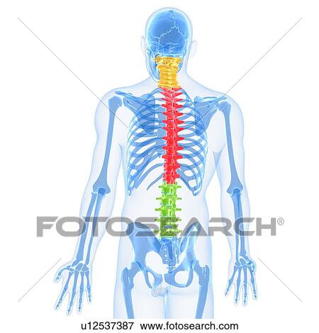 Stock Illustration - Spine, artwork. Fotosearch