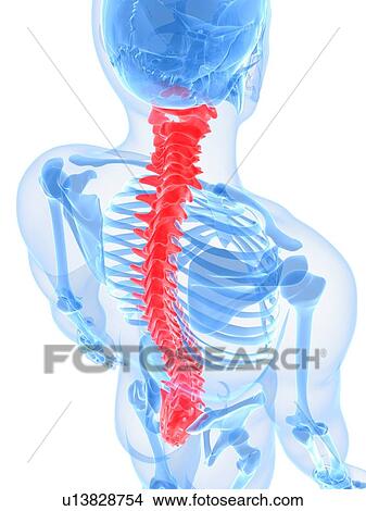 Spine, artwork View Large Illustration Stock Illustration - Spine, artwork. Fotosearch