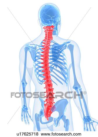 Stock Illustration - Spine, artwork. Fotosearch