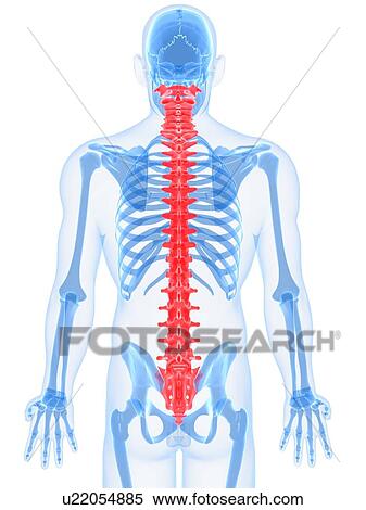 Spine, artwork View Large Illustration Stock Illustration - Spine, artwork. Fotosearch