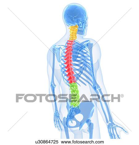 Stock Illustration - Spine, artwork. Fotosearch