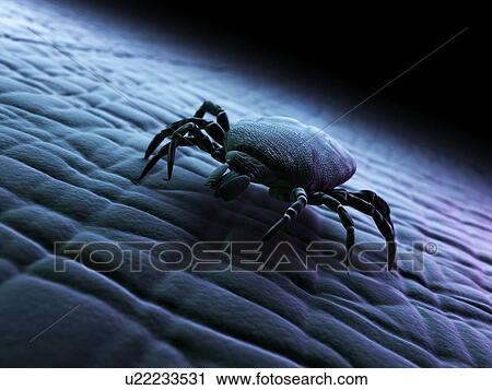 Tick, artwork View Large Illustration Clip Art - Tick, artwork. Fotosearch