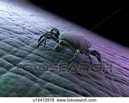 Tick, artwork View Large Illustration Stock Illustration - Tick, artwork. Fotosearch
