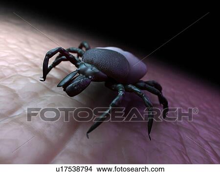 Tick, artwork View Large Illustration Stock Illustration - Tick, artwork. Fotosearch