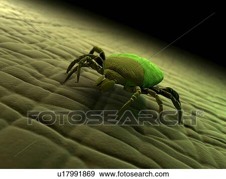 Tick, artwork View Large Illustration Stock Illustration - Tick, artwork. Fotosearch