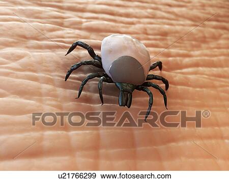 Stock Illustration - Tick, artwork. Fotosearch