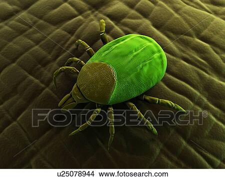 Tick, artwork View Large Illustration Stock Illustration - Tick, artwork. Fotosearch