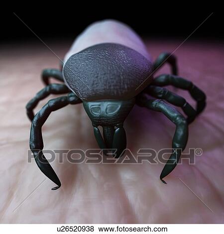 Tick, artwork View Large Illustration Stock Illustration - Tick, artwork. Fotosearch