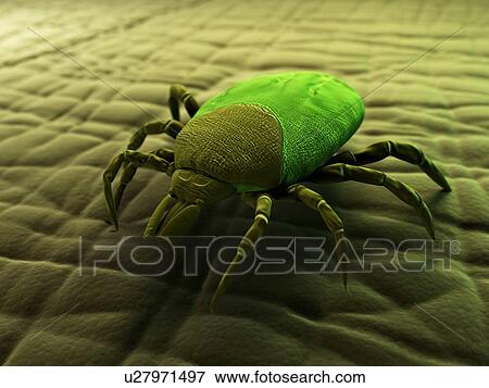 Tick, artwork View Large Illustration Stock Illustration - Tick, artwork. Fotosearch