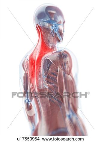 Trapezius muscle, artwork View Large Illustration Stock Illustration - Trapezius muscle, artwork. Fotosearch