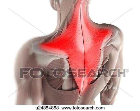 Trapezius muscle, artwork View Large Illustration Stock Illustration - Trapezius muscle, artwork. Fotosearch