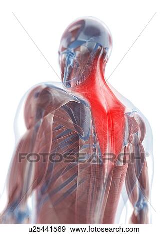 Trapezius muscle, artwork View Large Illustration Stock Illustration - Trapezius muscle, artwork. Fotosearch